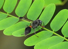 Ropalidia sumatrae