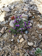 Oxytropis huddelsonii