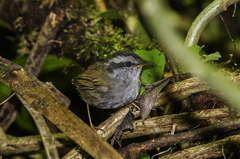 Javan Tesia photo 5