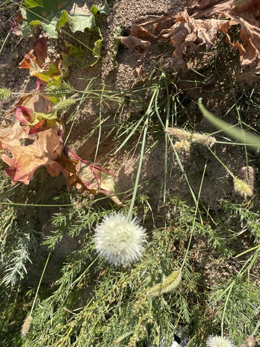 Allium flavidum