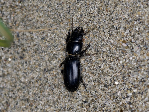 Scarite terricole