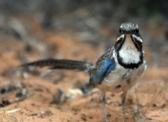Uratelornis chimaera