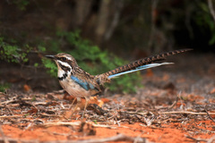 Uratelornis chimaera