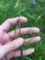 Dichanthelium dichotomum