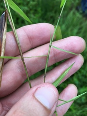 Dichanthelium dichotomum