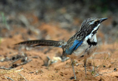 Uratelornis chimaera