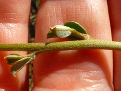 Podalyria microphylla
