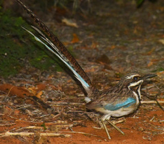 Uratelornis chimaera