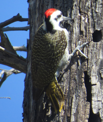 Chloropicus namaquus