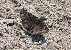 Erynnis pacuvius