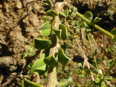 Podalyria microphylla