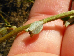 Podalyria microphylla