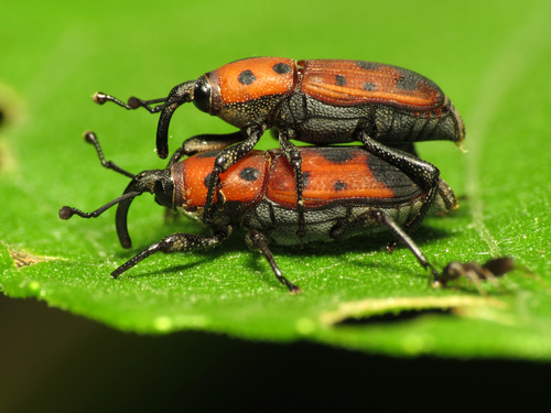 Cocklebur Weevil photo 3