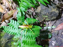 Eugryllacris cylindrigera