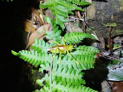 Eugryllacris cylindrigera