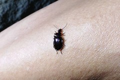 Physodera eschscholtzii