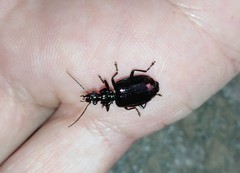 Physodera eschscholtzii