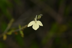 Ecbolium