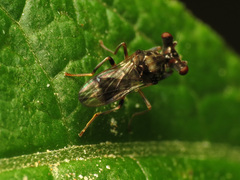 Sphyracephala brevicornis