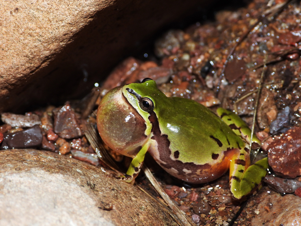 Arizona Treefrog