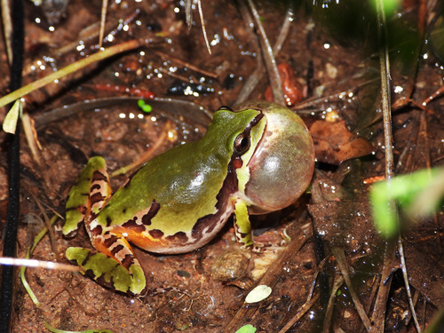 Arizona Tree Frog