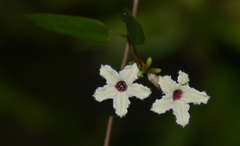 Paederia grandidieri
