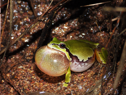 Arizona Tree Frog