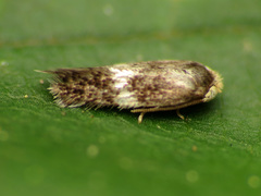 Nepticuloidea