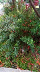 Zanthoxylum beecheyanum