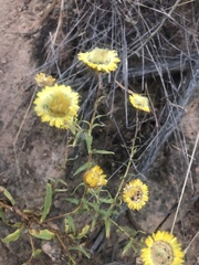 Helichrysum mutabile