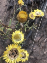 Helichrysum mutabile