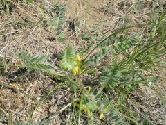 Astragalus exscapus