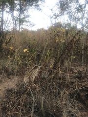 Helichrysum mutabile