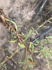 Helichrysum mutabile