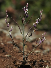 Streptanthus batrachopus