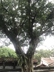 Ficus microcarpa microcarpa