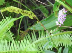 Grona heterocarpos angustifolia