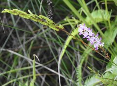 Grona heterocarpos angustifolia