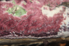 Byssomerulius psittacinus