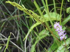 Grona heterocarpos angustifolia