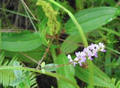 Grona heterocarpos angustifolia