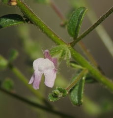 Sairocarpus vexillocalyculatus intermedius