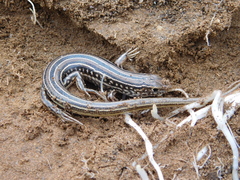 Ctenotus spaldingi