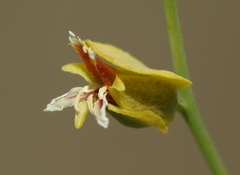 Streptanthus polygaloides