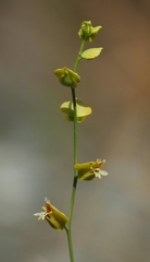 Streptanthus polygaloides