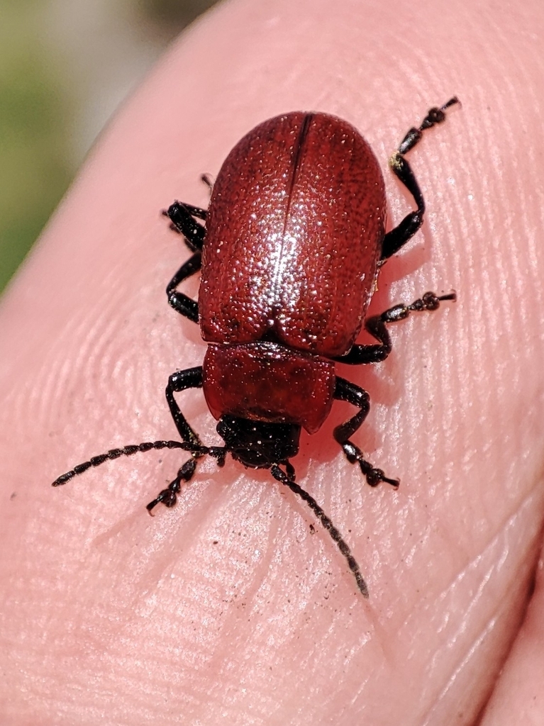 Oreina melancholica