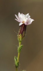Lessingia nemaclada
