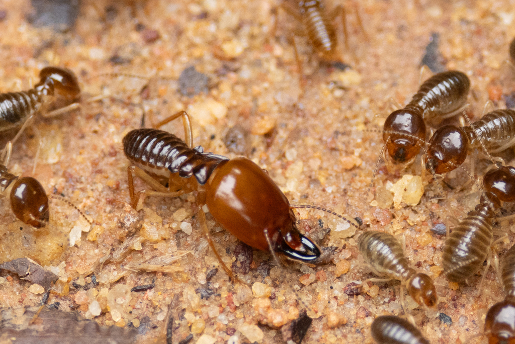 Macrotermes annandalei