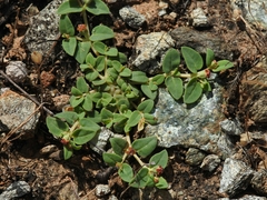 Euphorbia ocellata ocellata