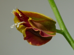 Streptanthus polygaloides